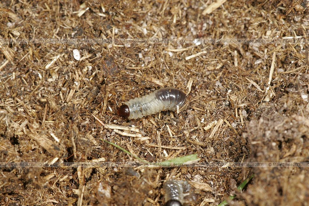 Beetle larva under cow pat