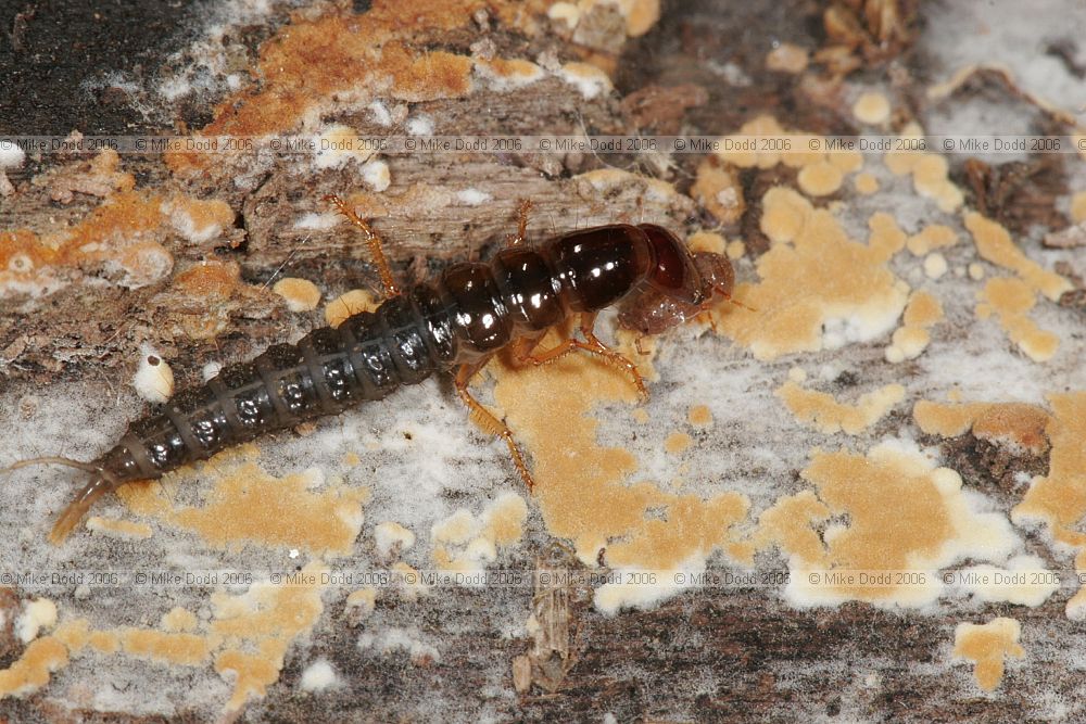 Beetle larva catching woodlouse