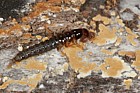 Beetle larva catching woodlouse