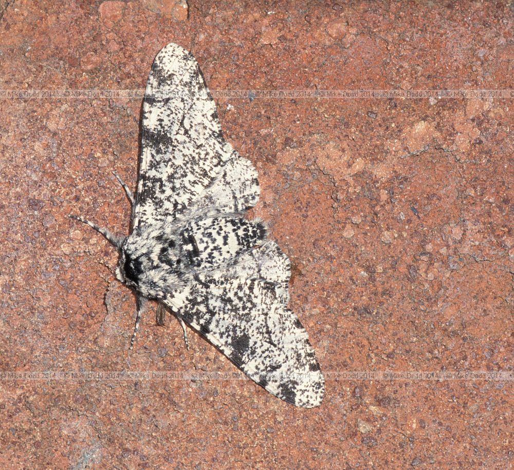 Peppered moth non melanic form Biston betularia