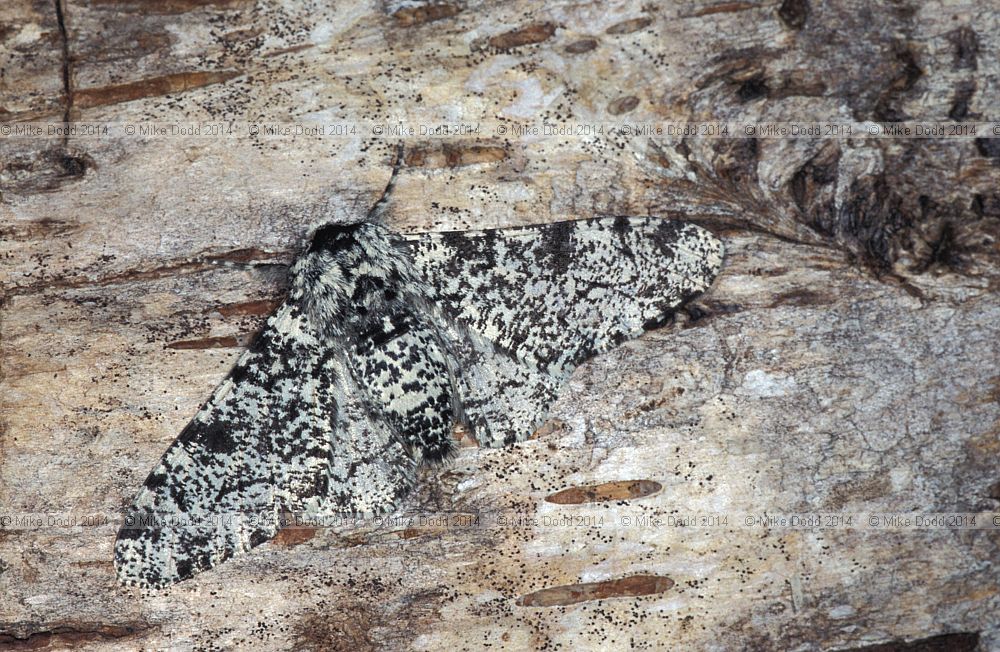 Peppered moth non melanic form Biston betularia