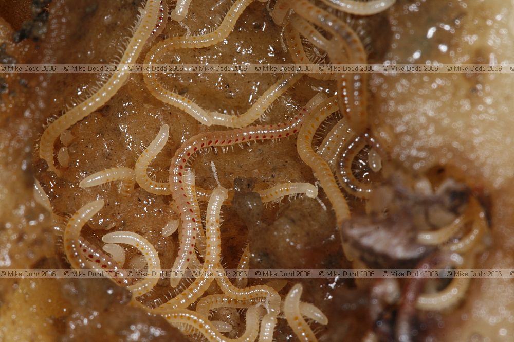 Blaniulus guttulatus Spotted Snake Millipede eating potato