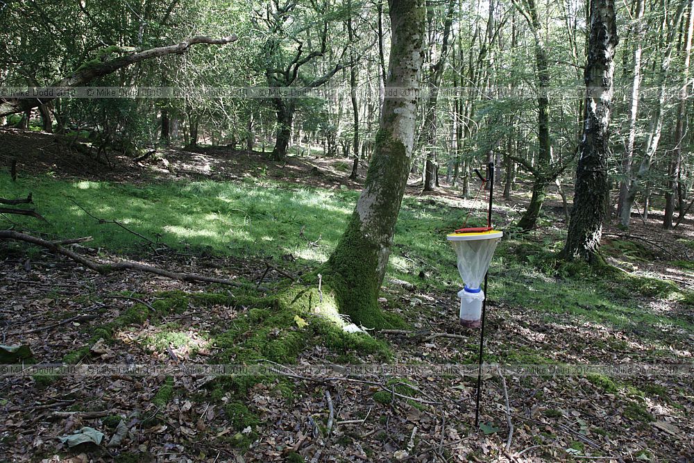 Blowfly trap in forest from natual history museum