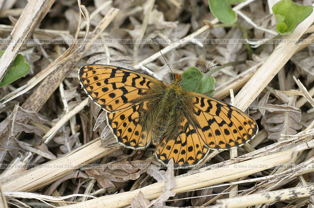 Clossiana euphrosyne Pearl-bordered fritillary