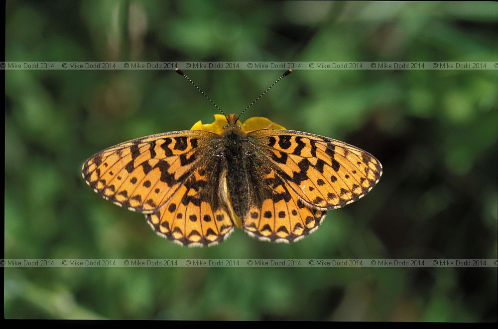 Clossiana euphrosyne Pearl-bordered fritillary