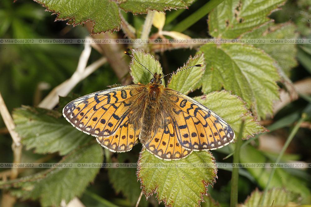 Boloria selene Small Pearl-bordered Fritillary