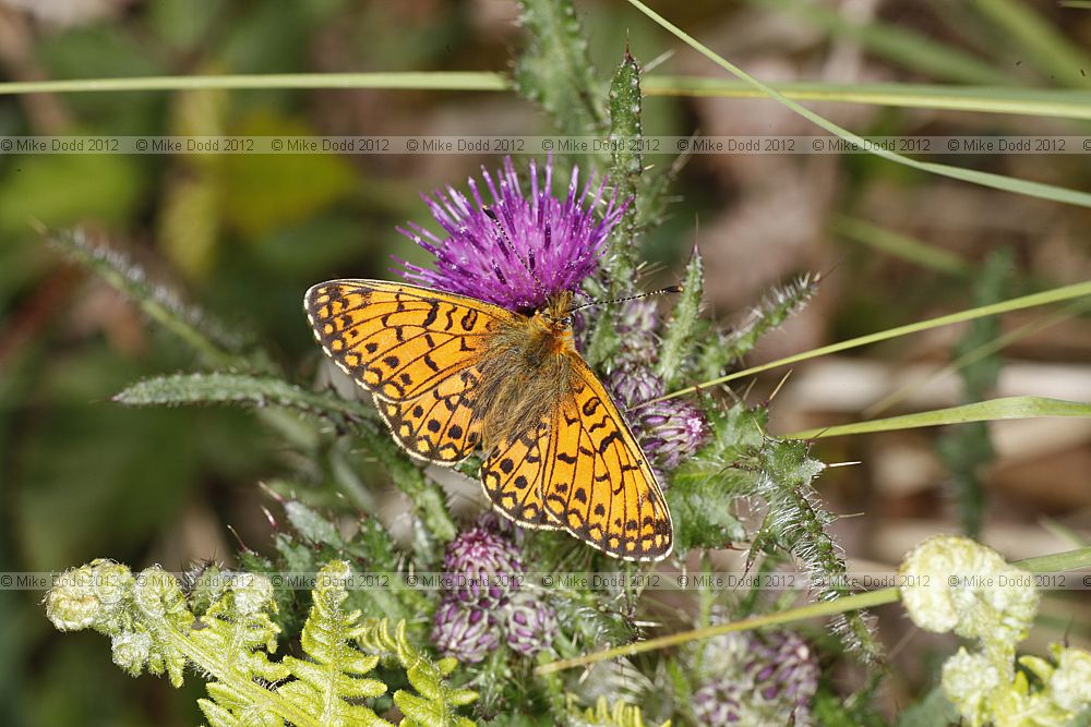 Boloria selene Small Pearl-bordered Fritillary