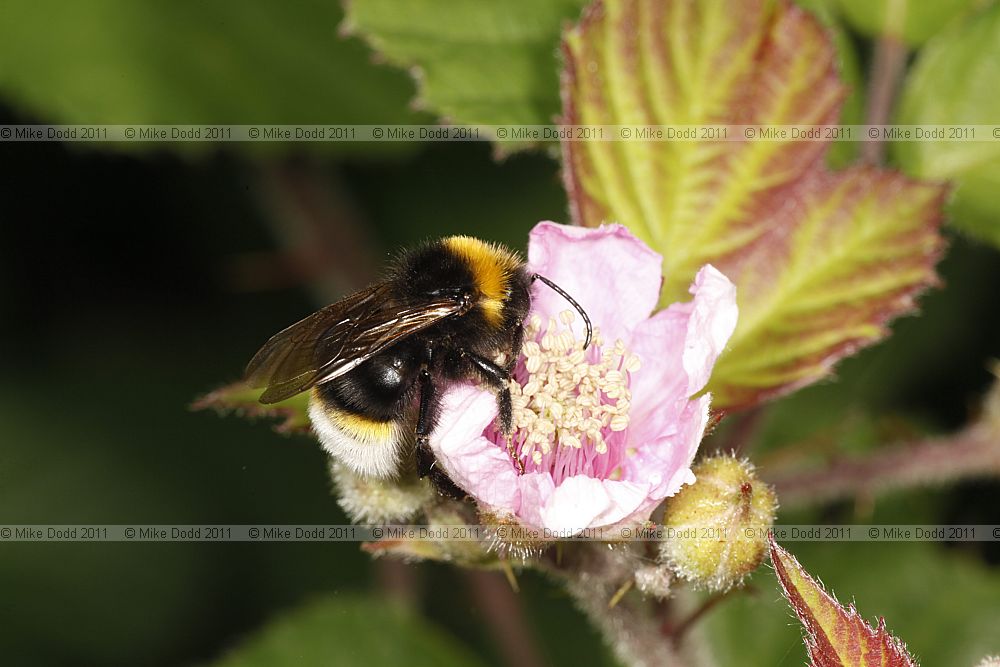 Bombus bohemicus/vestalis Cuckoo Bumble Bee