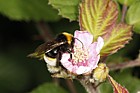 Bombus bohemicus/vestalis Cuckoo Bumble Bee