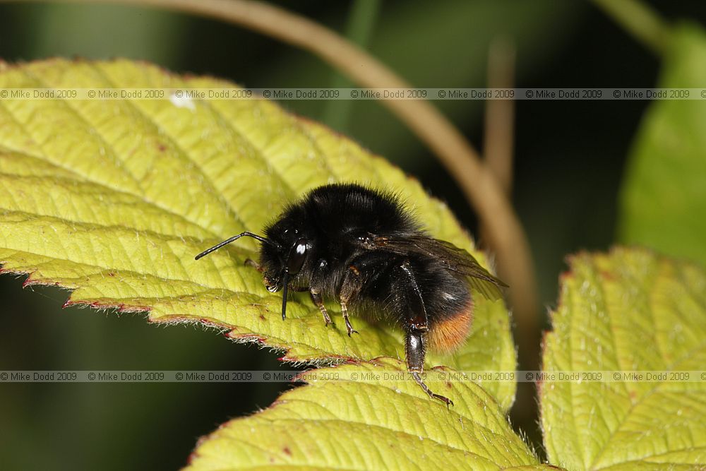 Large Red Tailed Bumble Bee