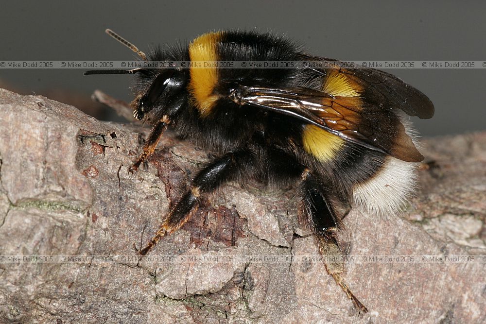 Bombus lucorum White-Tailed Bumble Bee