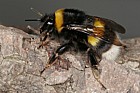 Bombus lucorum White-Tailed Bumble Bee