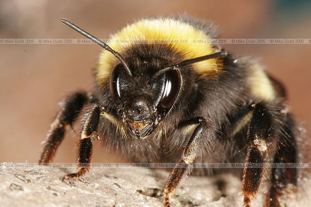 Bombus lucorum White-Tailed Bumble Bee