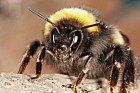 Bombus lucorum White-Tailed Bumble Bee