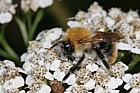 Bombus (Thoracombus) pascuorum Common Carder Bee