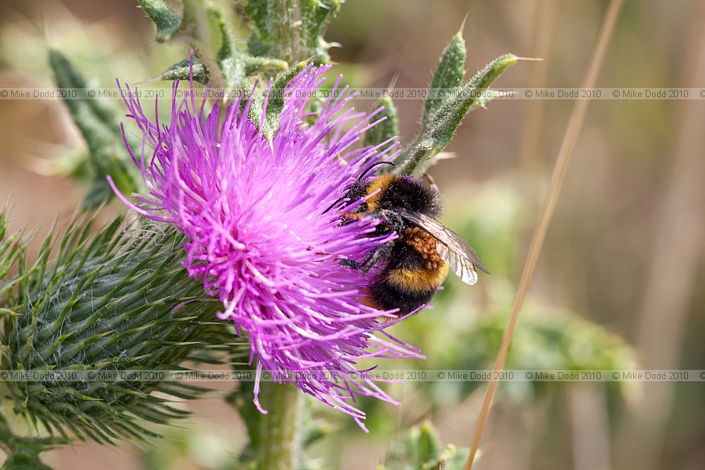 Bombus pratorum Early Bumble Bee with heavy load of mites