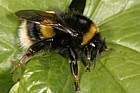 Bombus terrestris Bumblebee