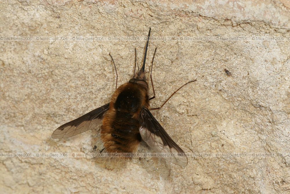 Bombylius major Bee-fly