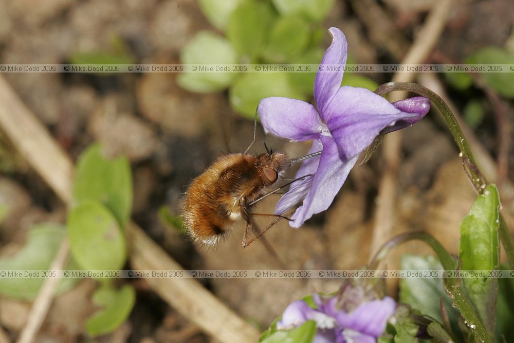 Bombylius major Bee-fly