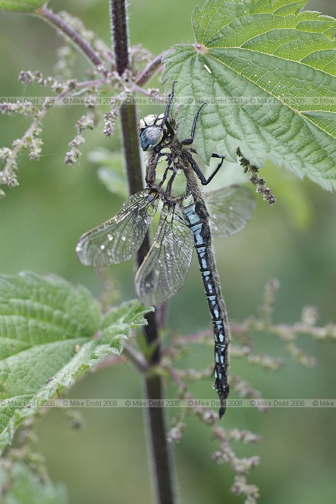 Brachytron pratense Hairy Dragonfly