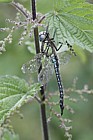 Brachytron pratense Hairy Dragonfly