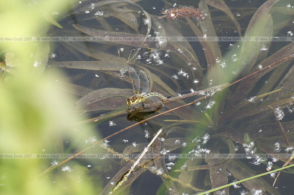 Brachytron pratense Hairy dragonfly female egglaying