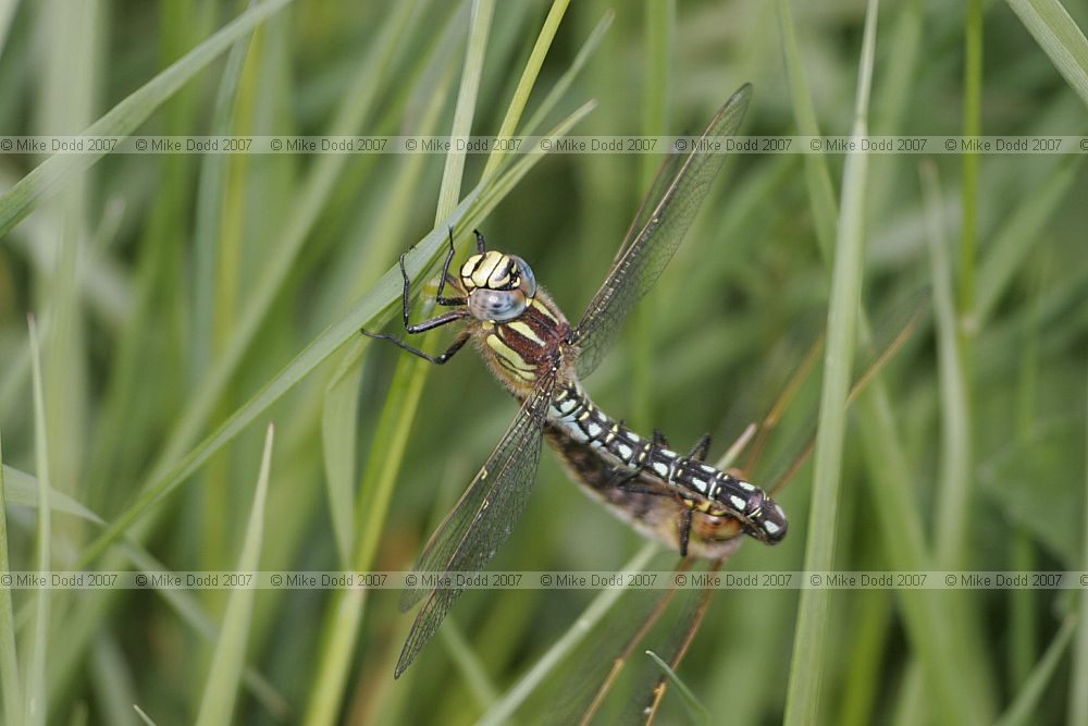 Brachytron pratense Hairy dragonfly pair