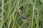 Brachytron pratense Hairy dragonfly pair