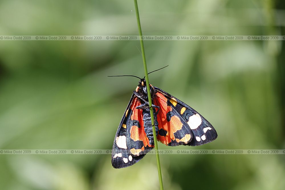 Callimorpha dominula Scarlet Tiger