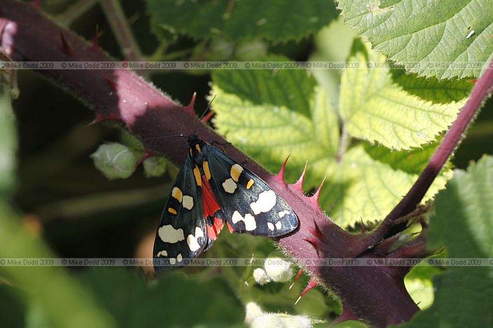 Callimorpha dominula Scarlet Tiger