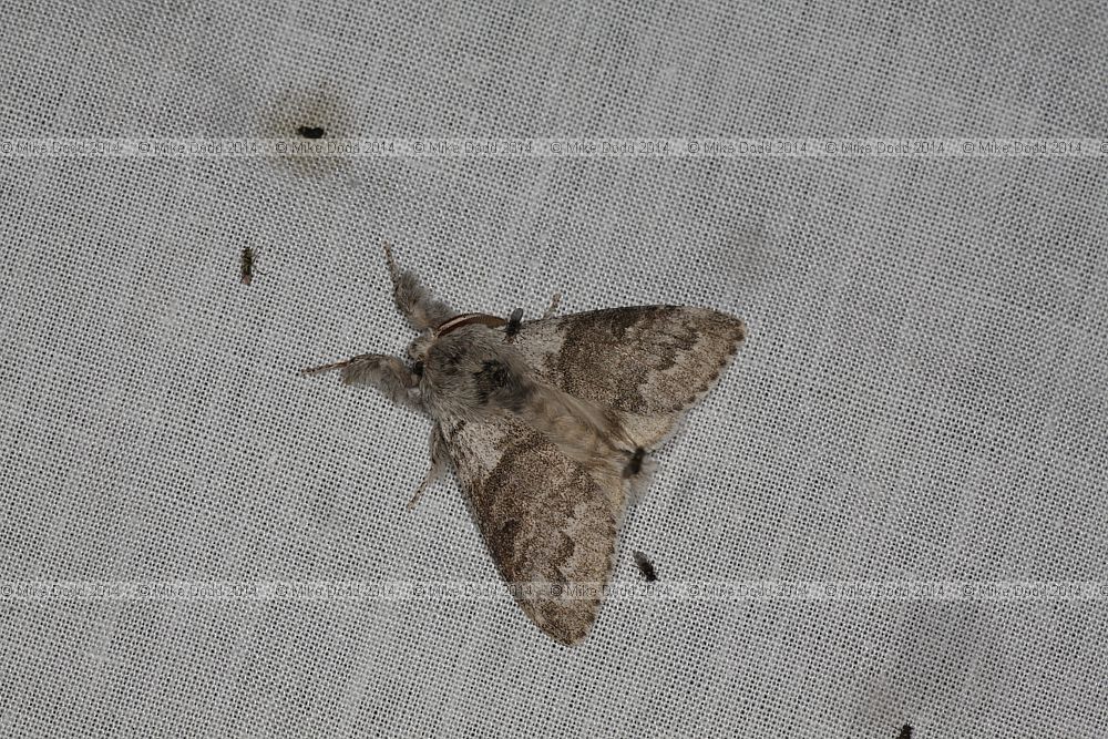 Calliteara pudibunda Pale Tussock