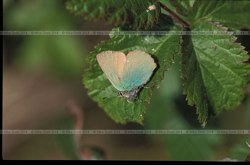 Green hairstreak butterfly Callophrys rubi