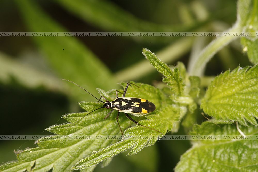 Calocoris stysi mirid bug