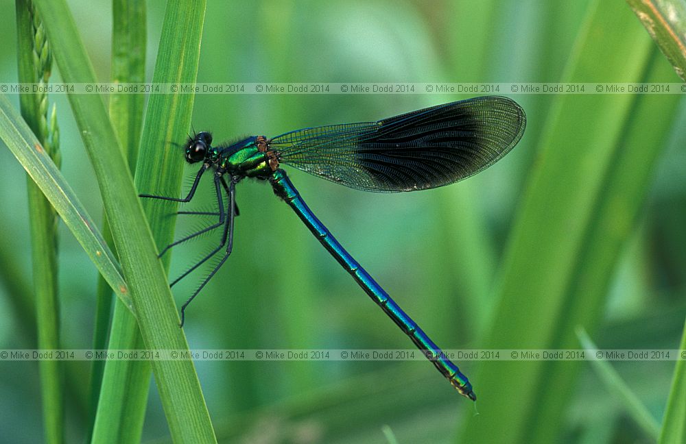 Calopteryx splendens Banded Demoiselle or sometimes called Agrio splendens Banded Agrion