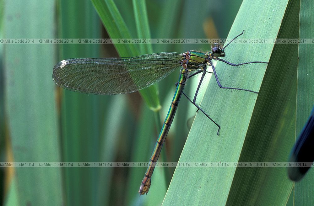 Calopteryx splendens Banded Demoiselle or sometimes called Agrio splendens Banded Agrion