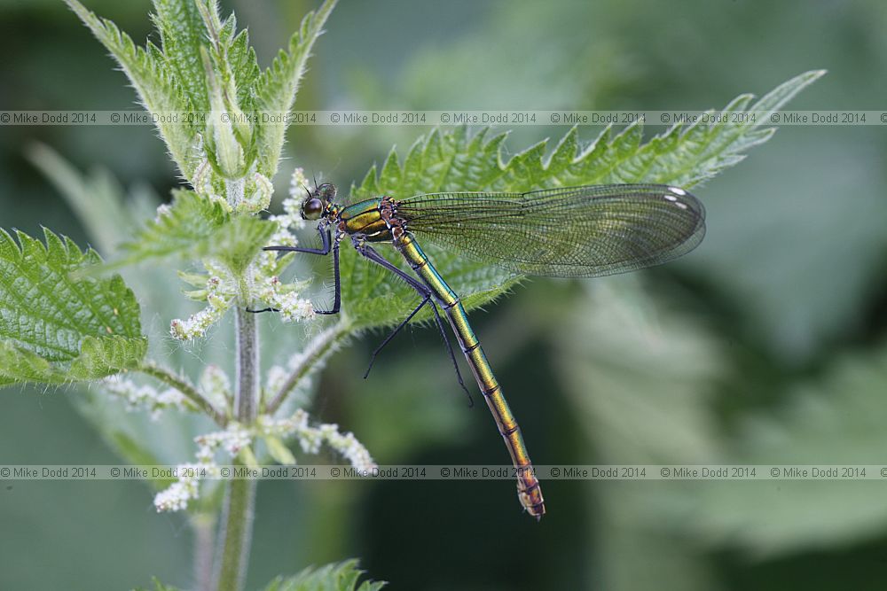 Calopteryx splendens Banded Demoiselle female