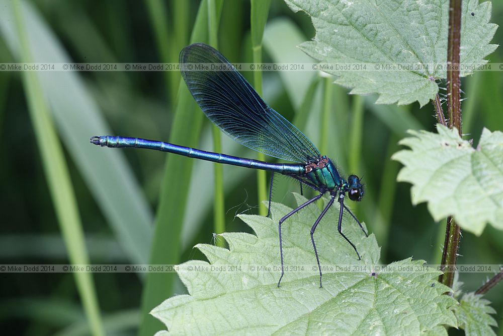 Calopteryx splendens Banded Demoiselle male