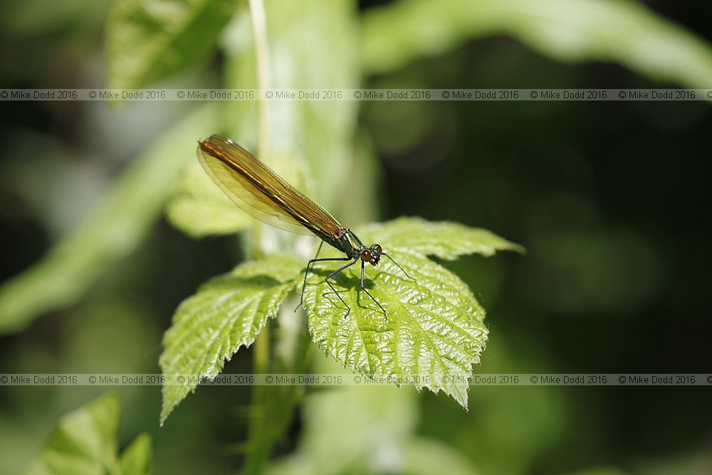 Calopteryx virgo Beautiful demoiselle female