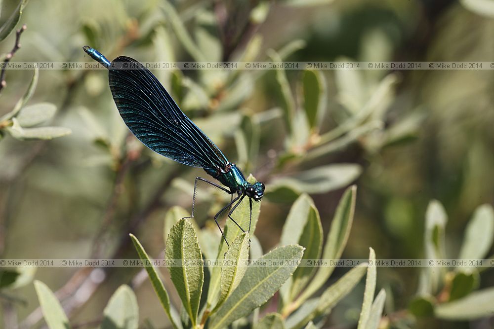 Calyopteryx virgo Beautiful demoiselle