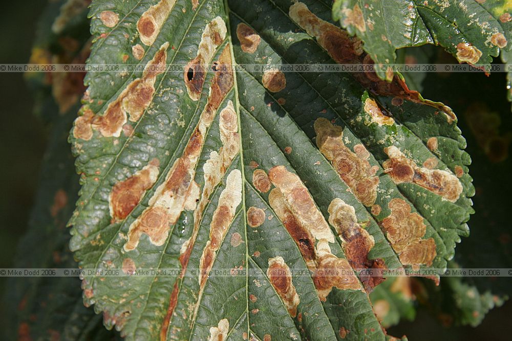 Cameraria ohridella Horse chestnut leaf miner