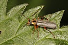 Cantharis nigricans A soldier-beetle