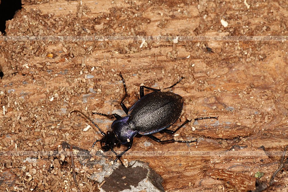 Carabus problematicus (?) a violet ground beetle