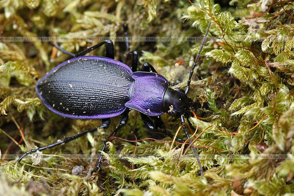 Carabus problematicus a violet ground beetle