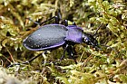 Carabus problematicus a violet ground beetle