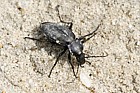 Carabus violaceus Carabidae Violet ground beetle
