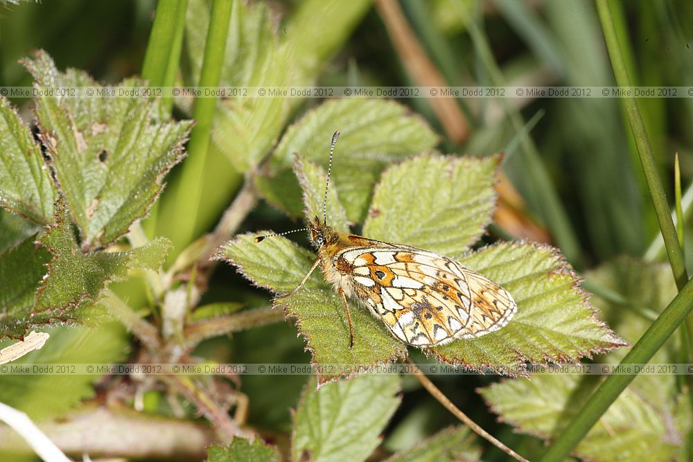 Carterocephalus palaemon Chequered Skipper