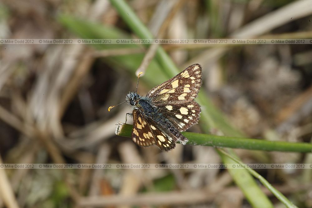 Carterocephalus palaemon Chequered Skipper