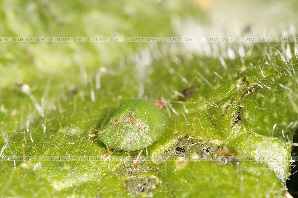 Cassida viridis Green tortoise beetle