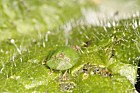 Cassida viridis Green tortoise beetle