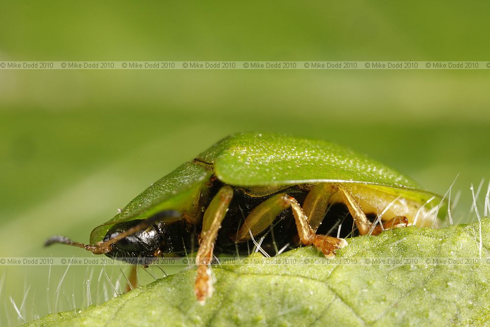Cassida viridis Green Tortoise beetle